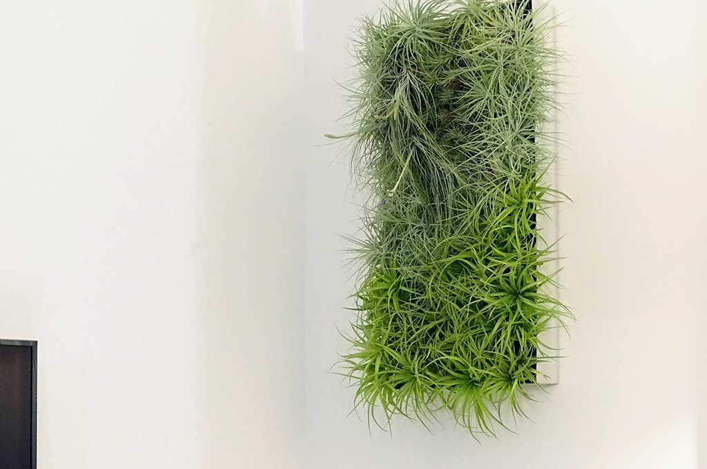 piccolo quadro tillandsia