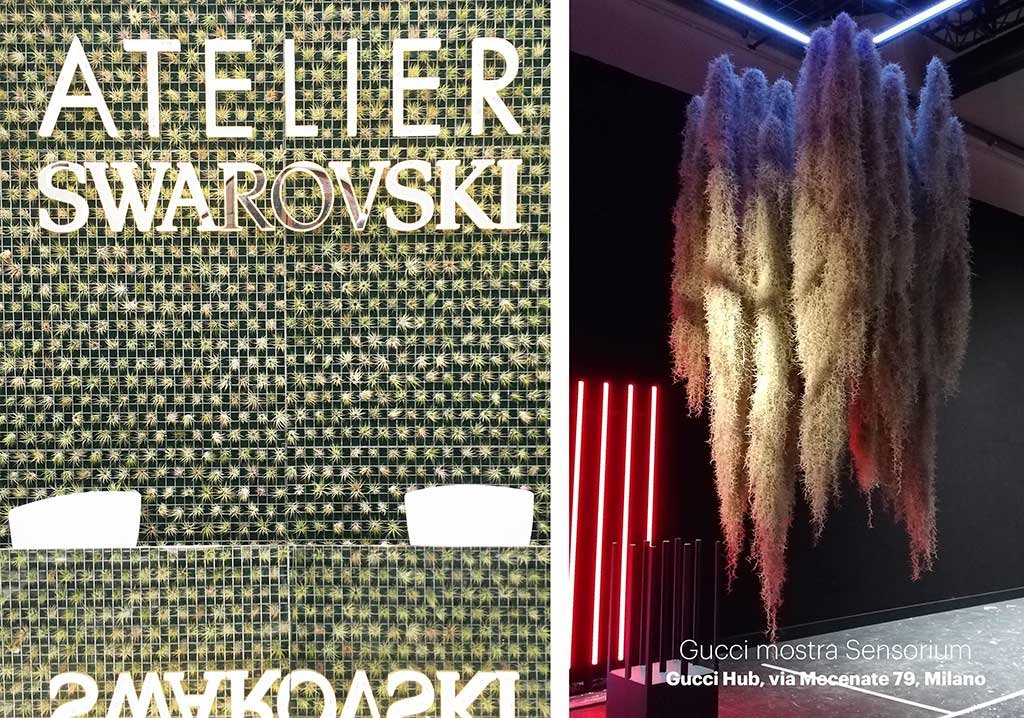 tillandsia da gucci e swarovski