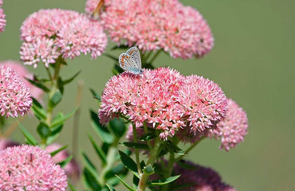 sedum fiore rosa