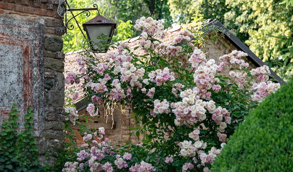 pianta rose