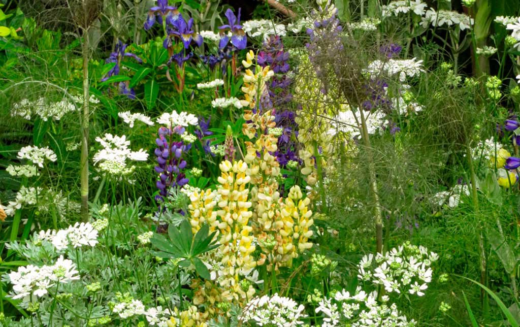 chelsea flower