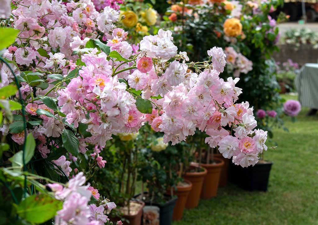 rosa brise parfum