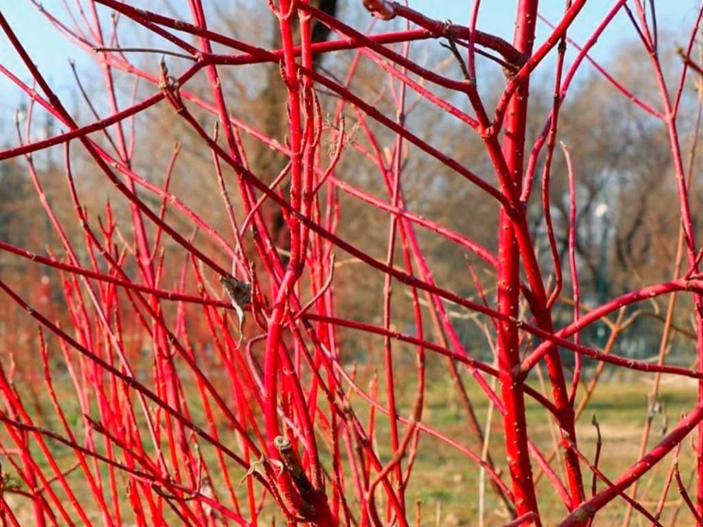 cornus alba