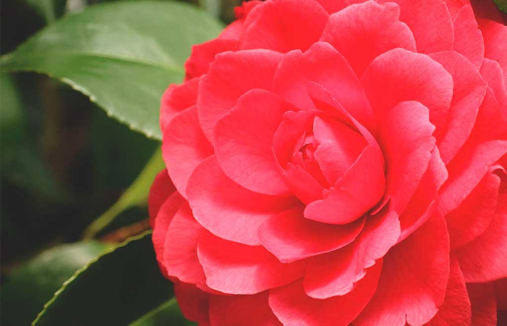 camelia japonica