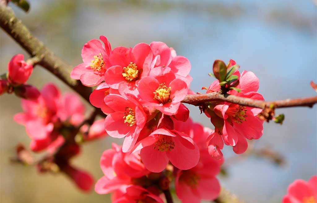 chaenomeles fiori
