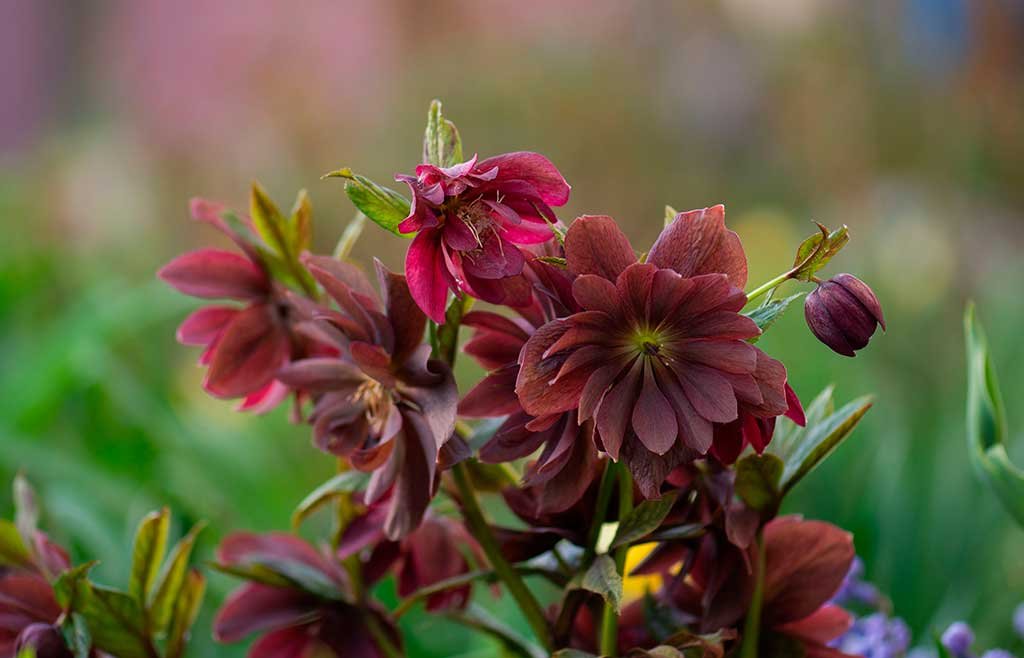 elleboro rosso