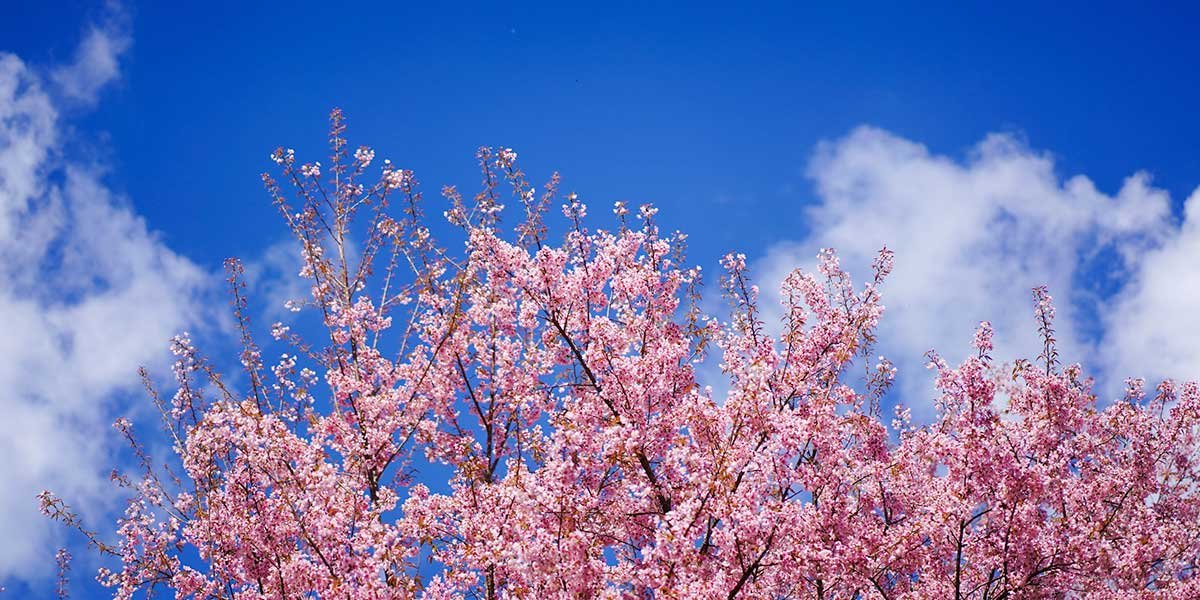 fioritura albero