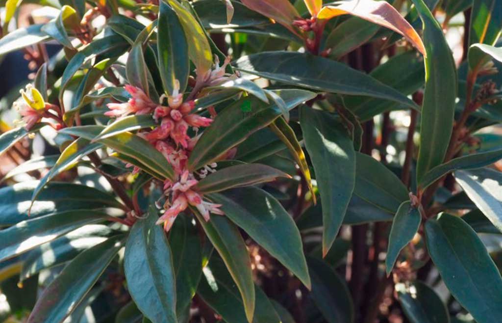sarcococca