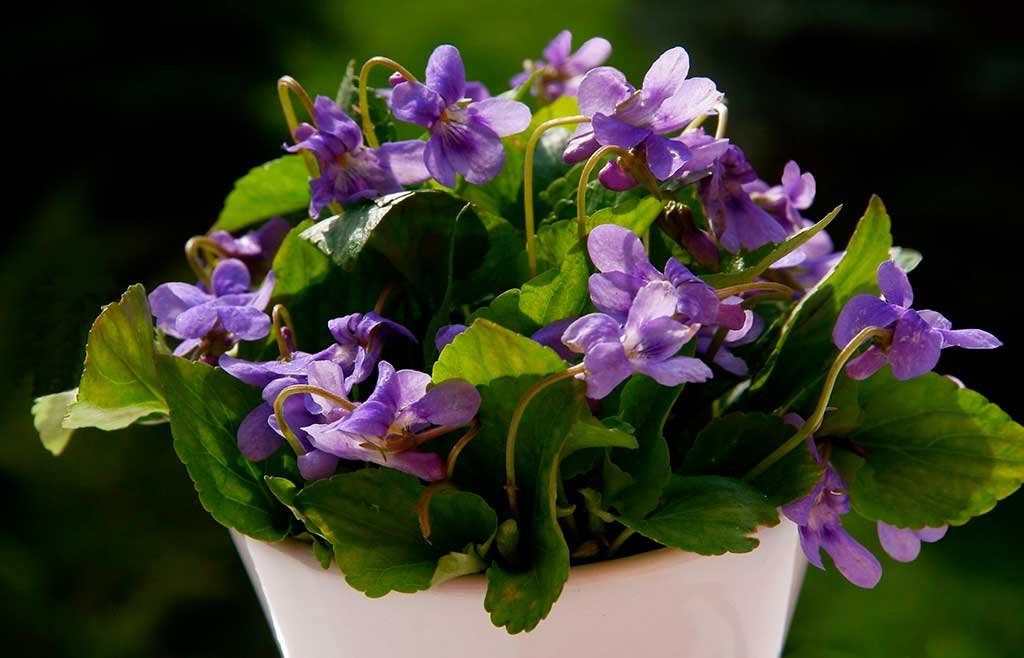 viola odorata