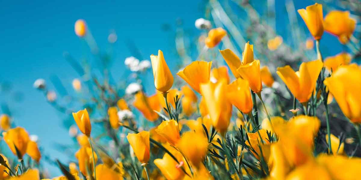 fiori campo gialli