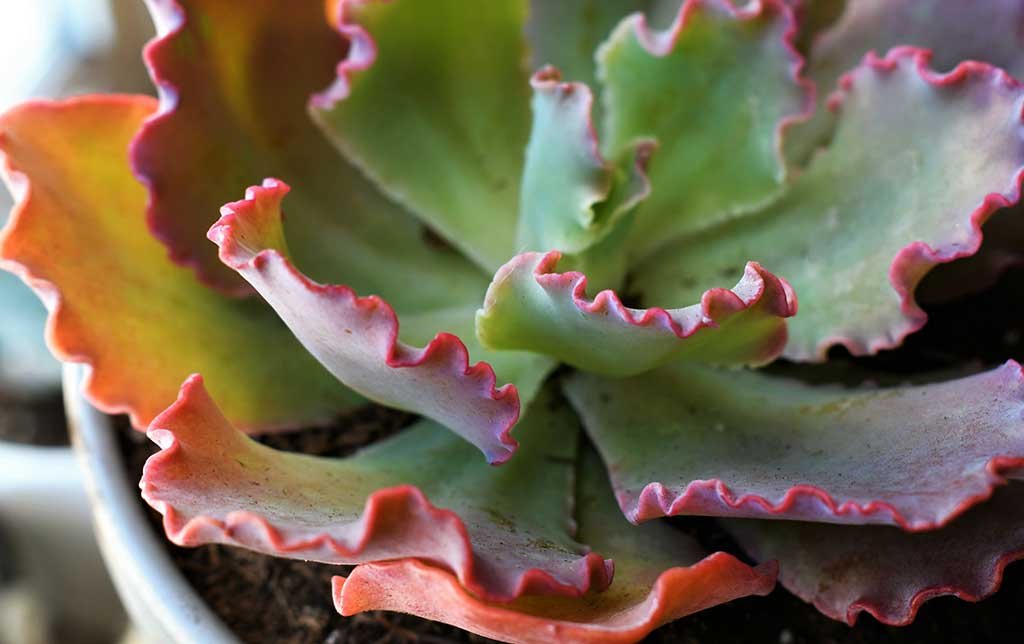 Echeveria gibbiflora