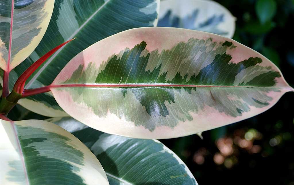 variegated Ficus elastica leaf