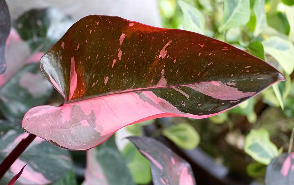 princess pink philodendron leaf