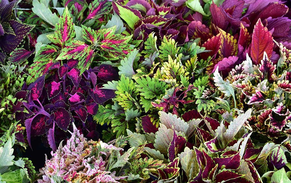 Coleus variety plants