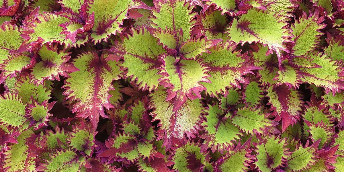 una vista della pianta della varietà coleus