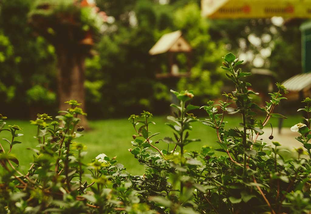 giardino piante