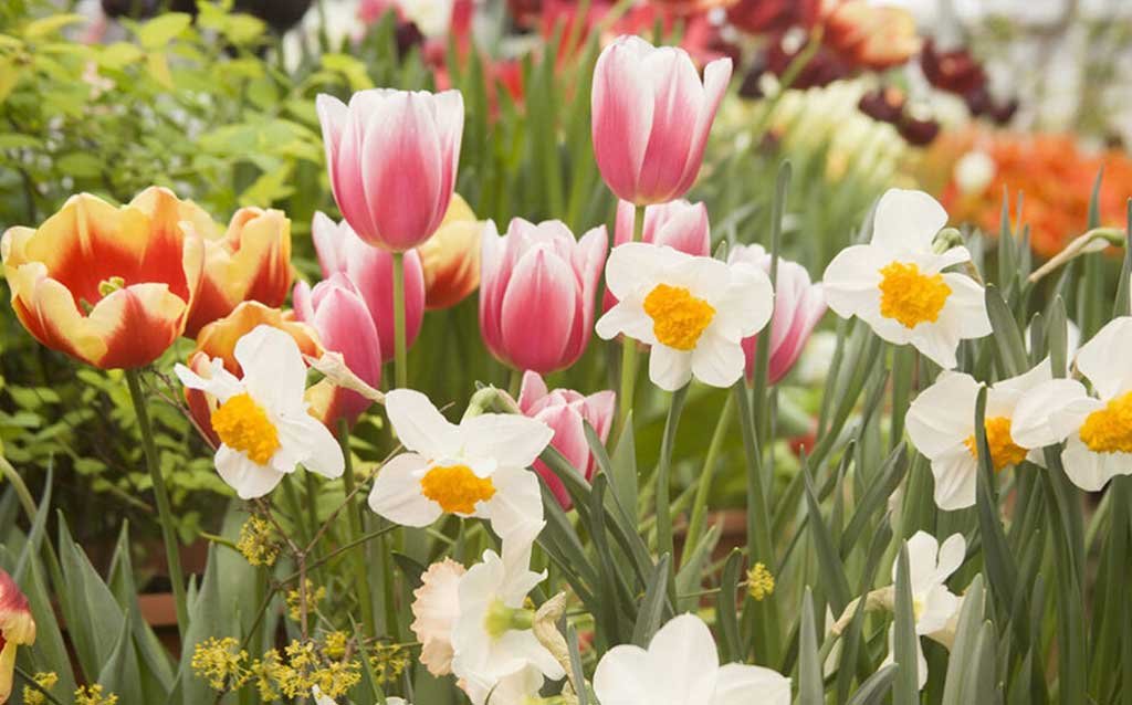 messer tulipano