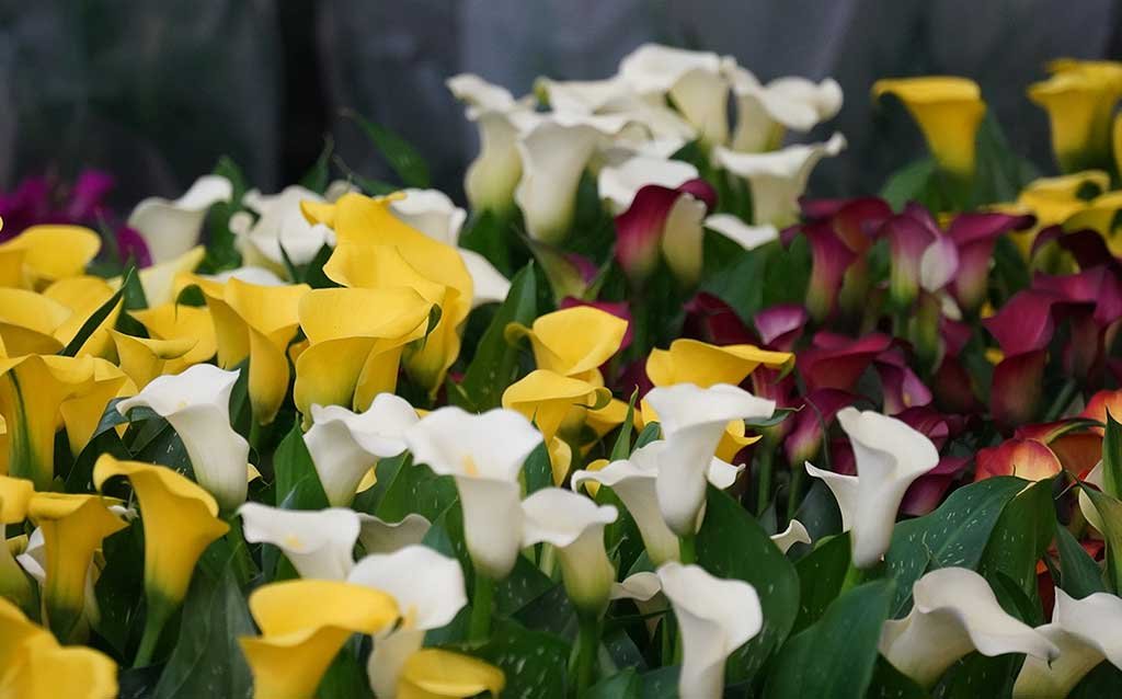 verdi passioni modena fiori
