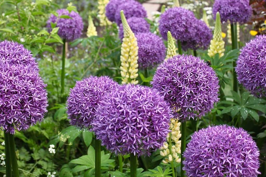 fiori viola a palla