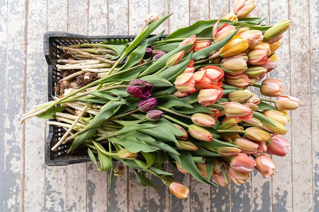 tulipani dentro cassetta