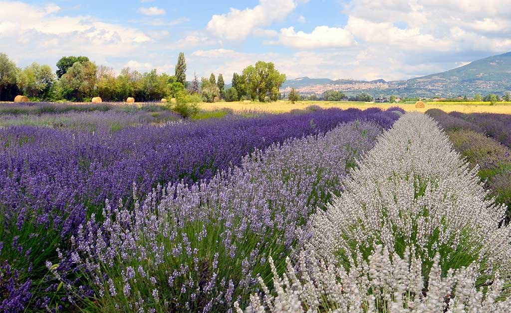 campo lavanda