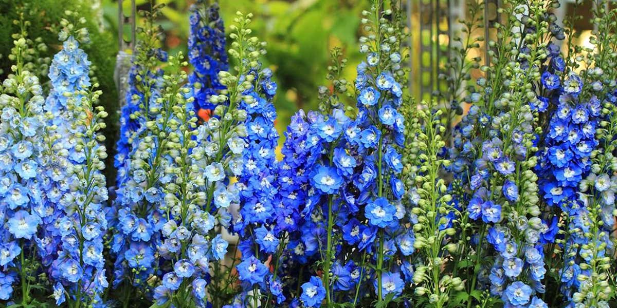 fiori blu e azzurro