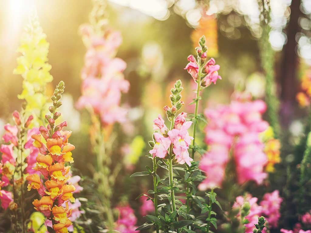 fiori