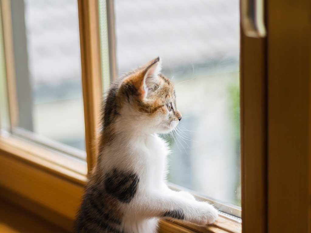 gatto alla finestra