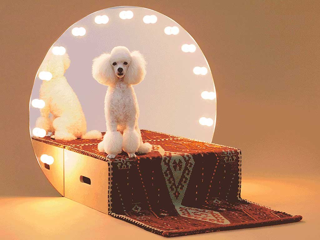 architecture-for-dogs