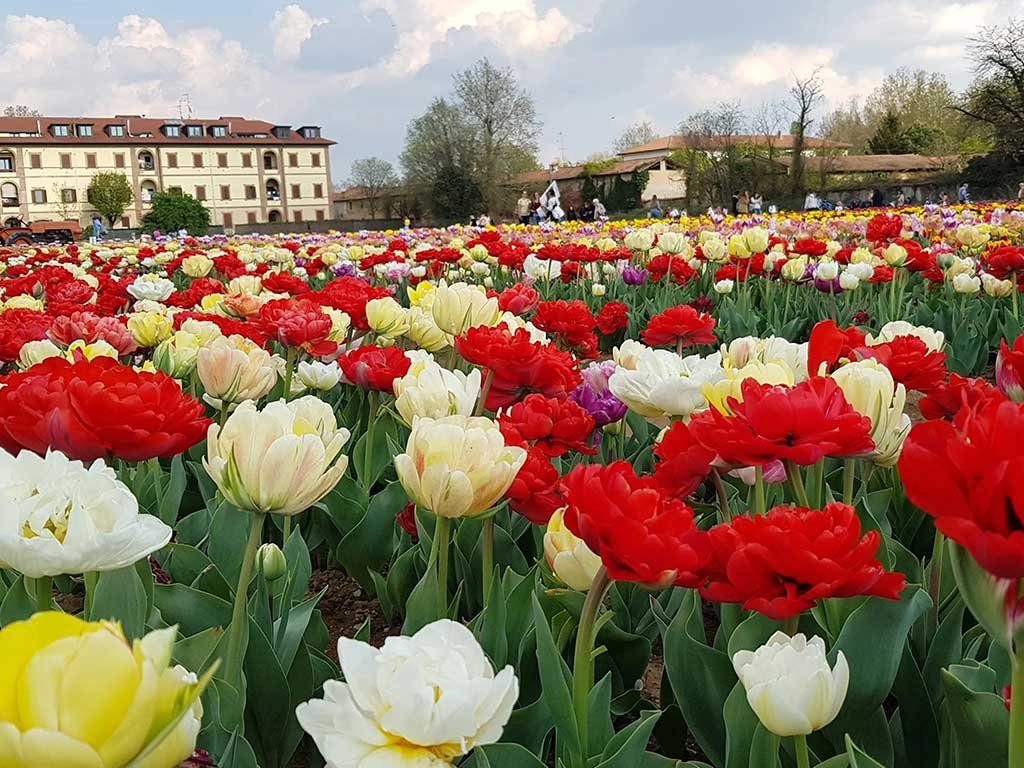 tulipani-italiani