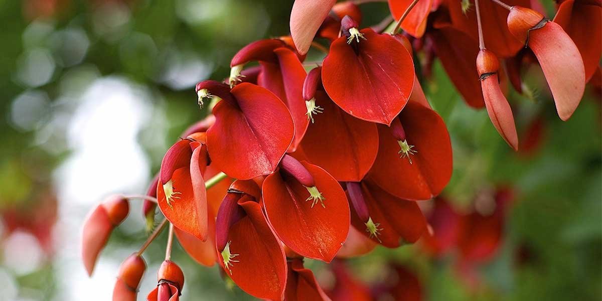 albero del corallo pianta argentina fiori rossi