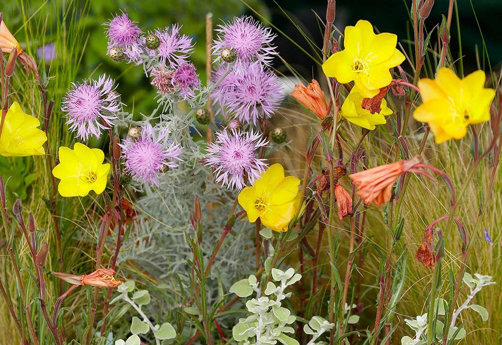 fiori campo