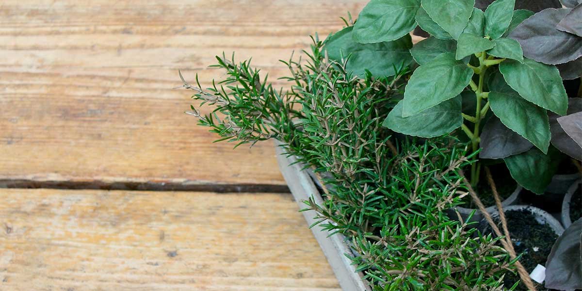 piantine-aromatiche