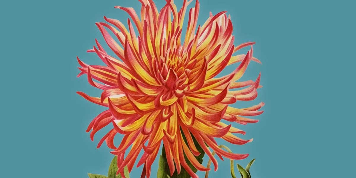 disegno-tre-giorni-per-il-giardino-fai