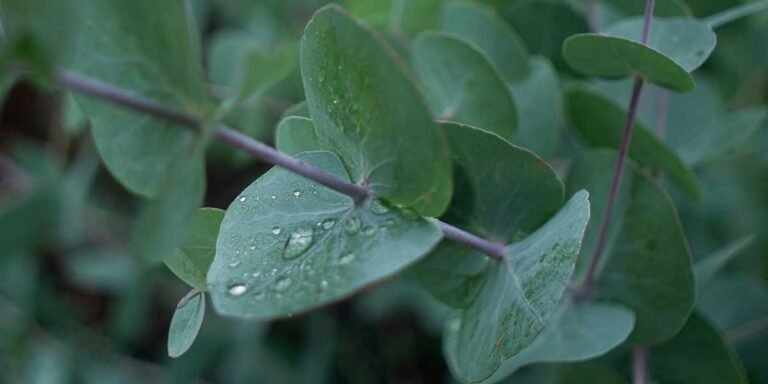 pianta-verde-rugiada