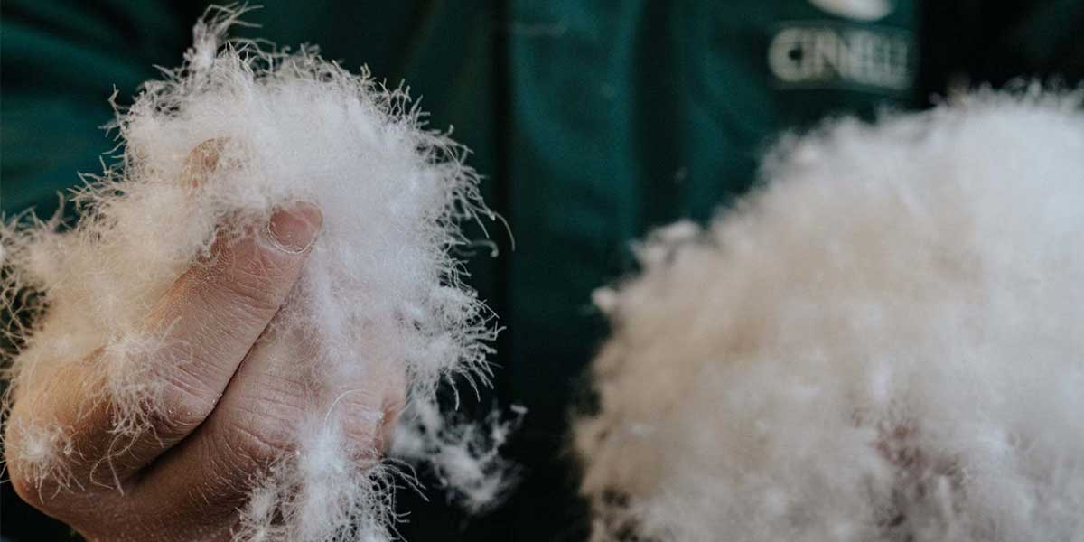 mano che tiene piumino oca