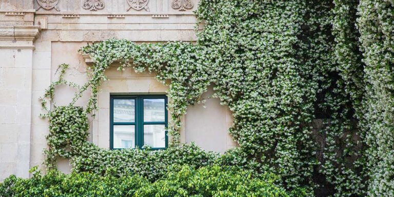 facciata con gelsomino