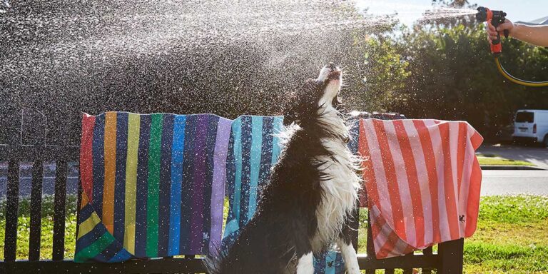 cane-getto-acqua-giardino-caldo